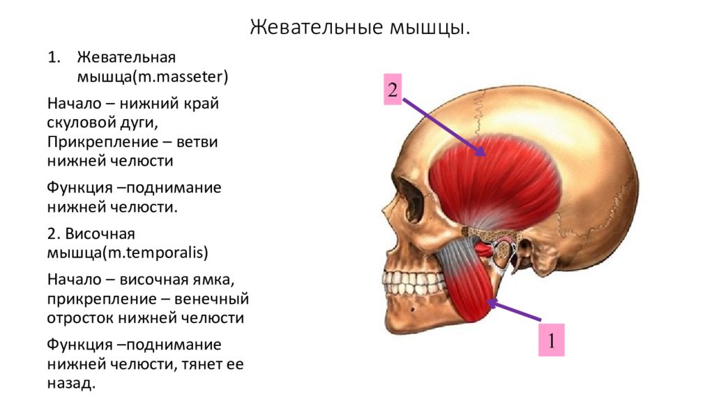 Мышцы челюсти. Жевательная мышца (m. Masseter). Жевательные мышцы лица анатомия сбоку. Жевательная мышца m.Masseter прикрепление. Жевательные мышцы нижней челюсти.