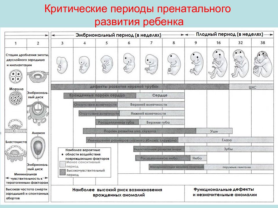 Критические периоды развития плода презентация