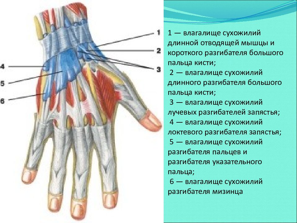 Тендинит пальца кисти. Сухожилия разгибателей пальцев анатомия. Синовиальные влагалища сухожилий сгибателей кисти. Сухожилие разгибателя 1 пальца. Разгибатели 1 пальца кисти анатомия.