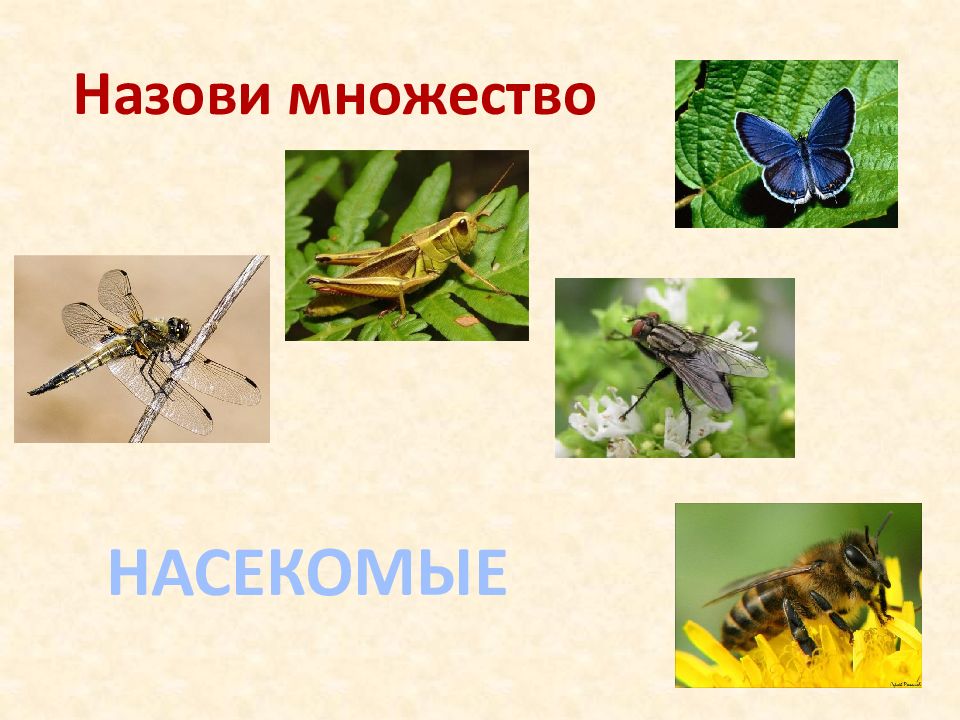 Назови много