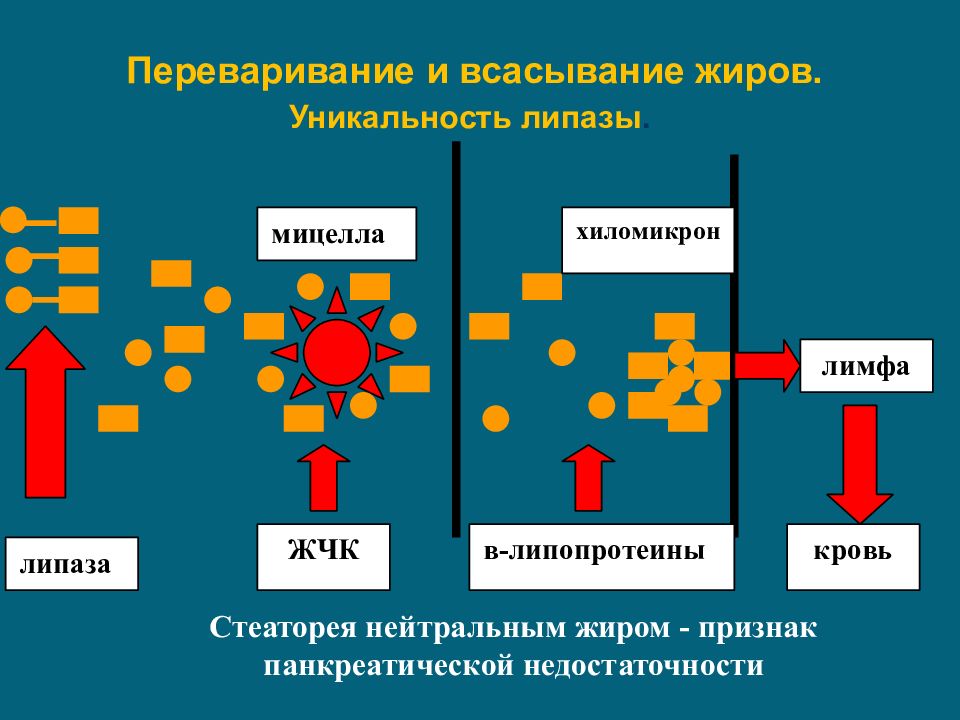 Ассимиляция липидов тканями. Стеаторея биохимия схема. Процесс всасывания жиров. Механизм всасывания жиров. Схема этапов ассимиляции пищевых жиров.