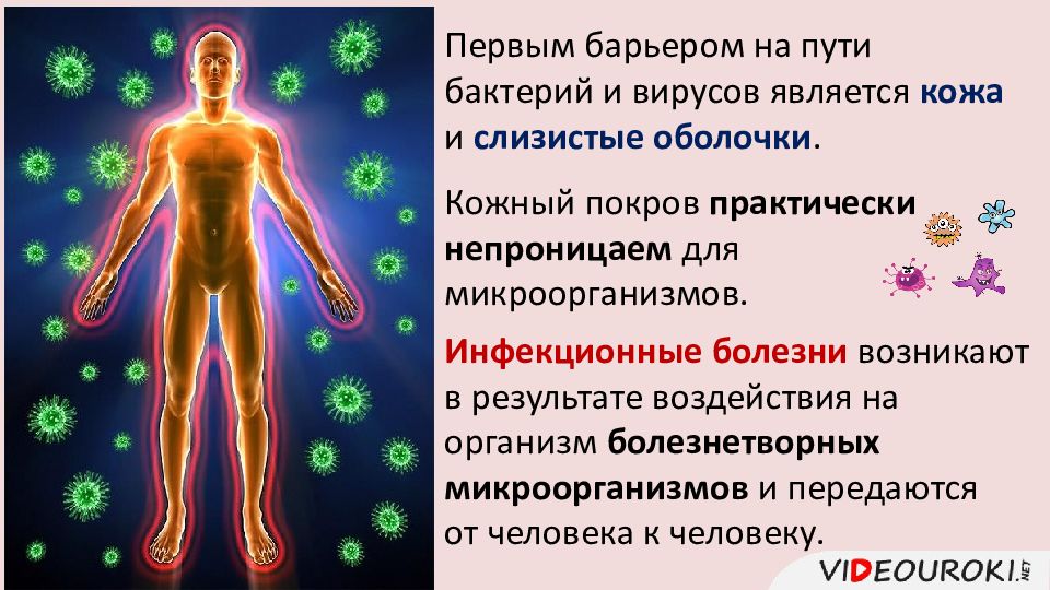 Презентация на тему иммунная система человека