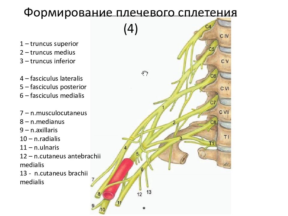 Иннервация плеча схема