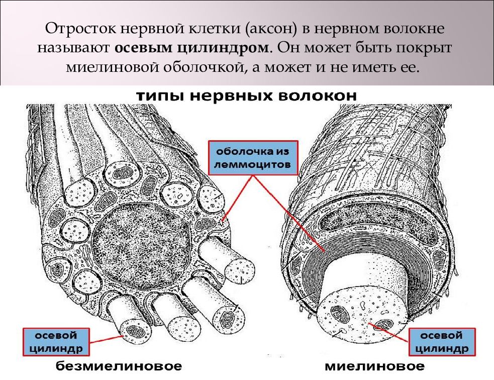 Рисунок миелиновые нервные волокна