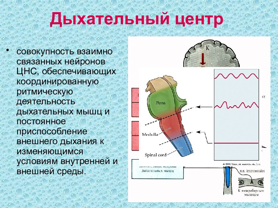 Дыхательный центр. Дыхательный центр схема. Ритмическая активность дыхательного центра. Дыхательный центр это совокупность. Система регуляции внешнего дыхания.