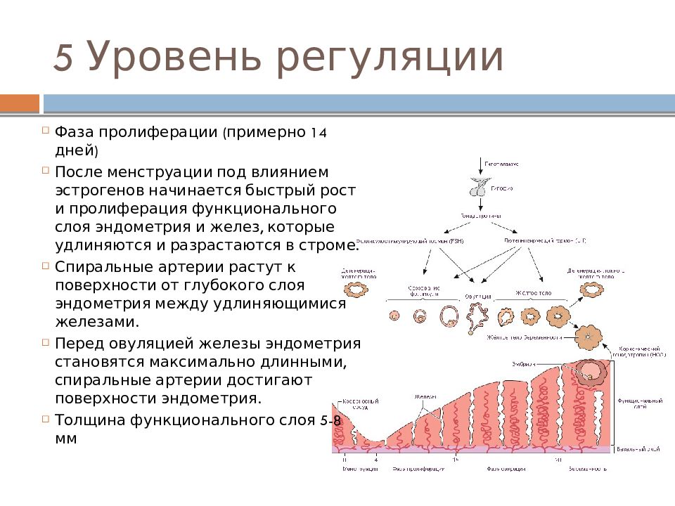 Презентация на тему менструационный цикл и регуляция