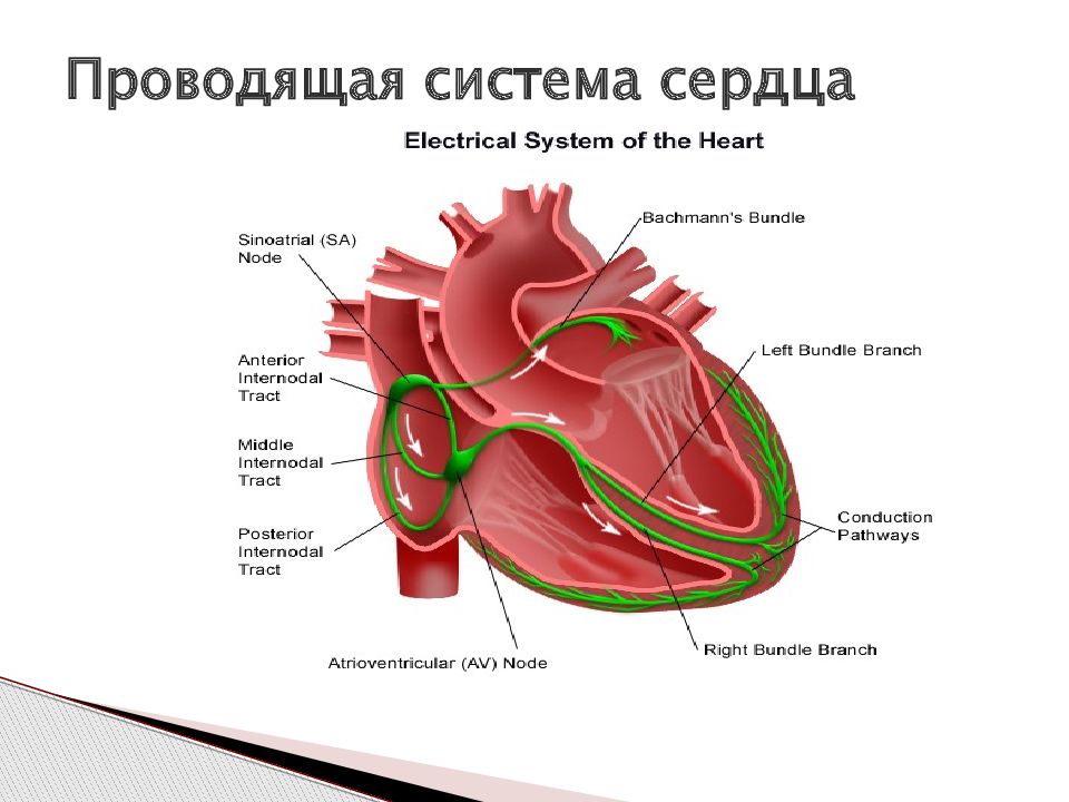 Схема узлов и пучков проводящей системы сердца