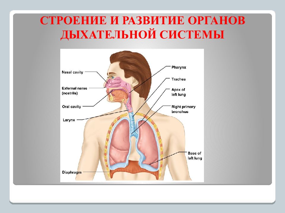 Дыхательная система и пищеварительная система. Органы дыхания и пищеварения человека. Анатомия человека дыхательная и пищеварительная система. Строение пищеварительной и дыхательной системы. Роль дыхательной системы 3 класс