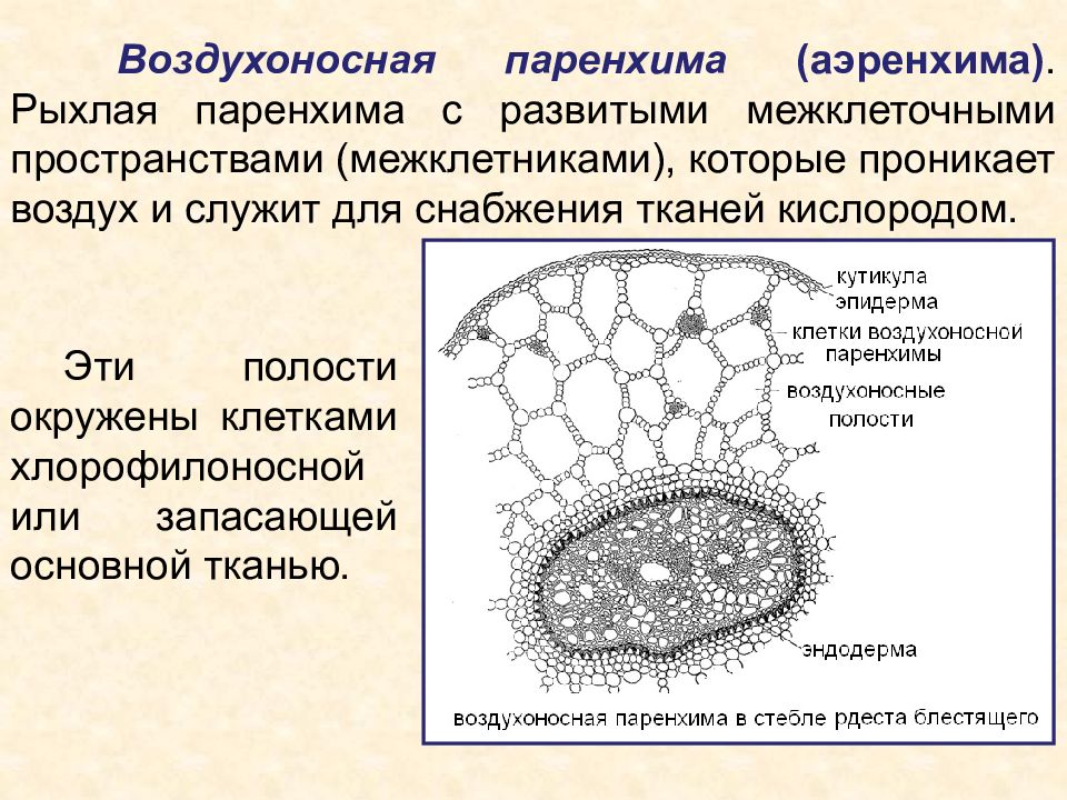 Для описания расчетной схемы паренхимы до деформации вносят допущение о том что все альвеолы