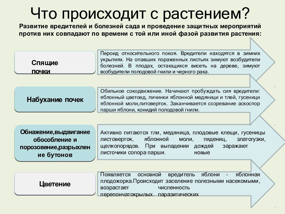 Что происходит с растением? Развитие вредителей и болезней сада и проведение защитных мероприятий против них совпадают по времени с той или иной фазой развития