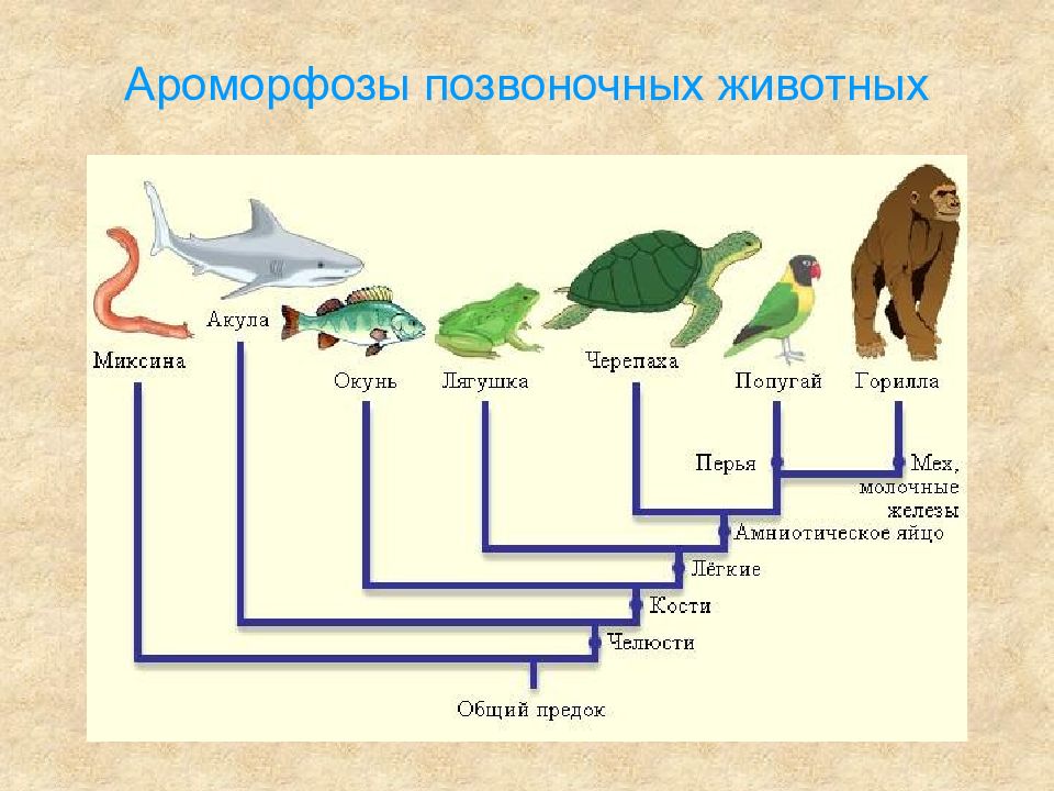 Ароморфозы растений и животных презентация