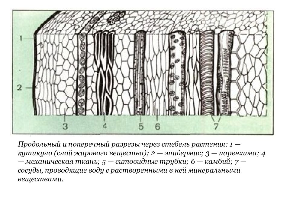 Ситовидные трубки в корнях растений. Сосуды и ситовидные трубки. Проводящие ткани микропрепарат. Ситовидные трубки какая ткань. У кого впервые появились проводящие ткани.