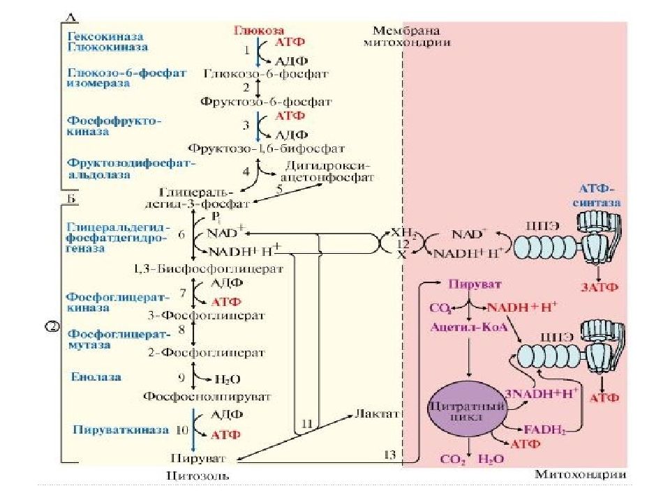 Аэробный гликолиз биохимия схема