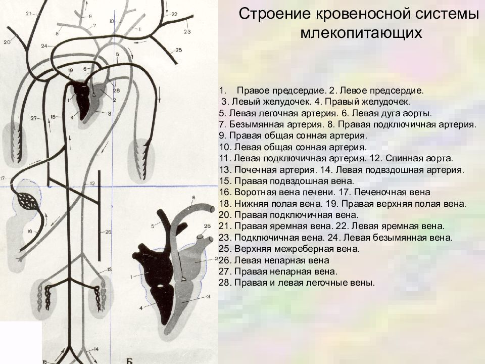 Аорта у млекопитающих