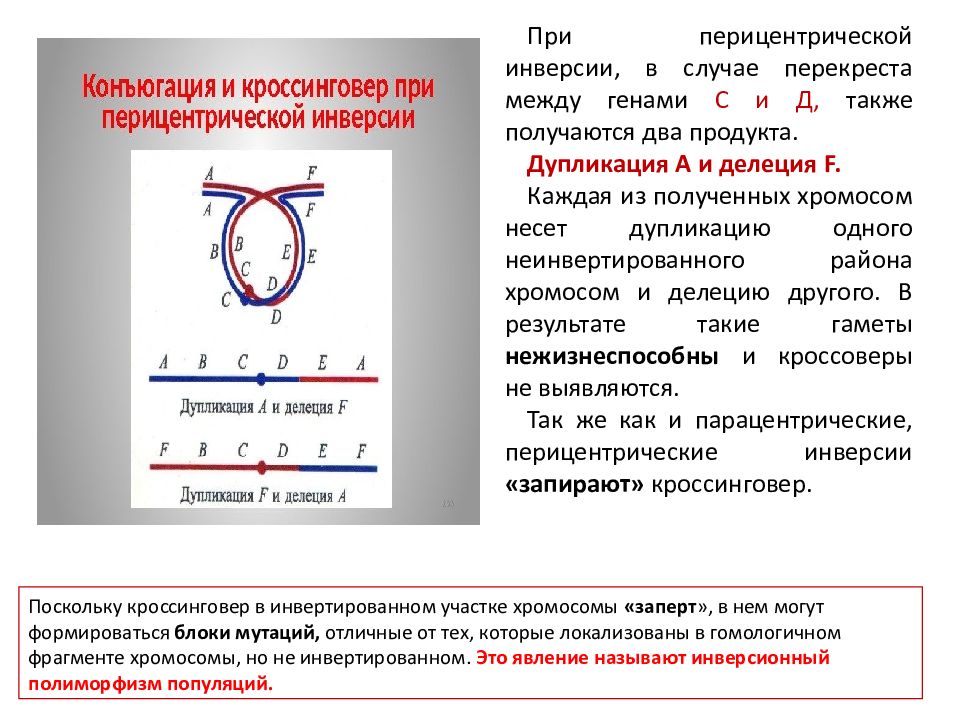 Генетическое картирование. Перицентрическая инверсия хромосомы. При перицентрической инверсии происходит. Кроссинговер в перицентрической инверсии. Инверсия это в генетике.
