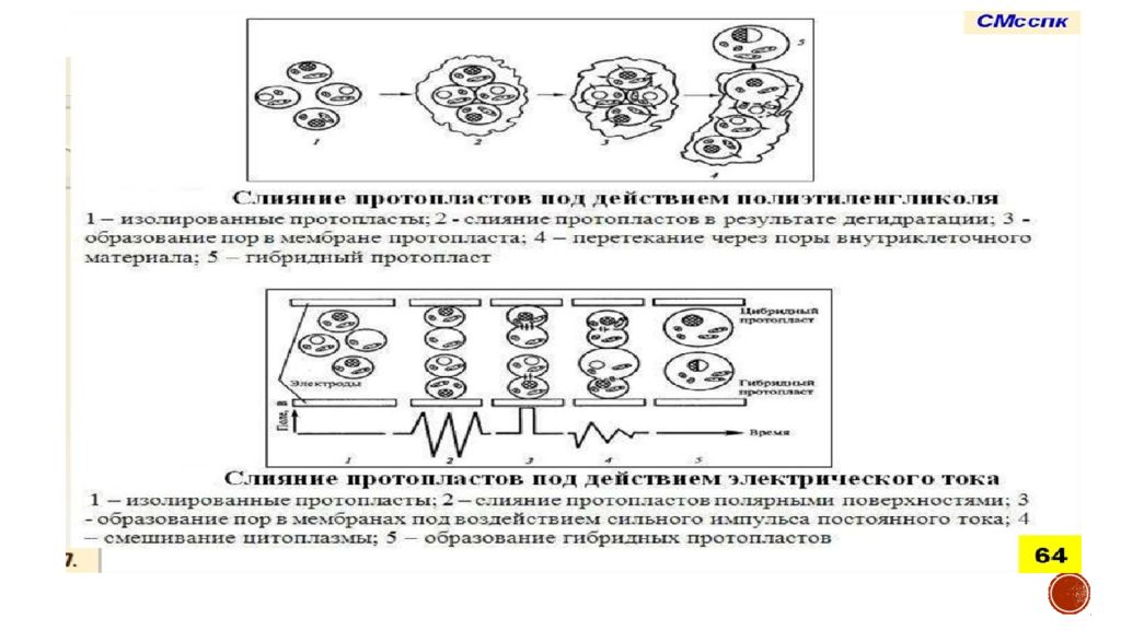 Гибридизация протопластов табака Карлсон. Межвидовая гибридизация кратко и понятно.