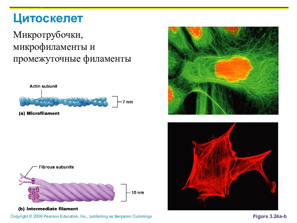 Микротрубочки цитоскелета функции. Микротрубочки и микрофиламенты в клетке. Цитоскелетактиновыемикрофиламенты. Цитоскелет микротрубочки микрофиламенты. Структура цитоскелета клетки.
