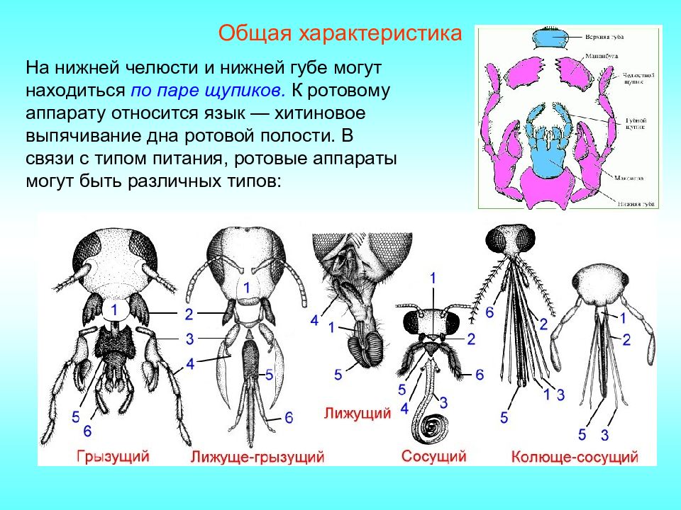 Ротовые органы насекомых. Типы ротовых аппаратов членистоногих. Типы ротовых аппаратов насекомых таблица. Строение ротового аппарата насекомых. Различные типы ротовых аппаратов насекомых.