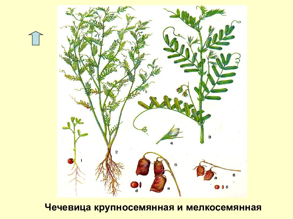 Обыкновенная чечевица рисунок