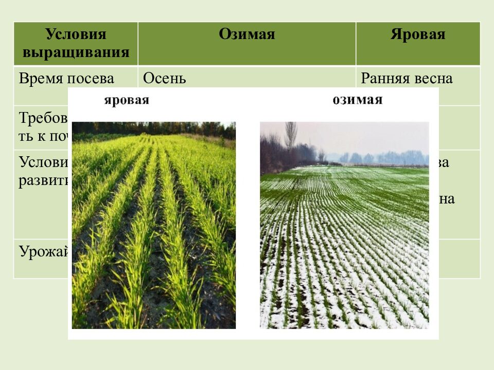Многообразие и происхождение культурных растений