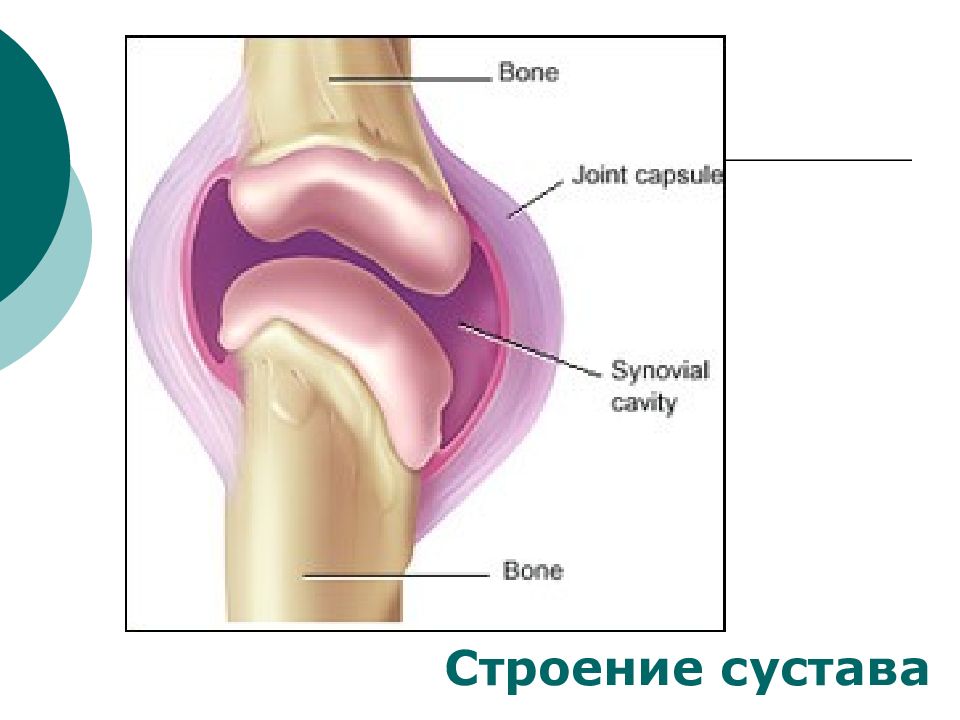 Нормальный сустав. Хрящ. Хрящи человека.