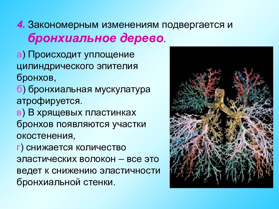 Старение дыхательной системы. Хрящевые пластинки бронхов. Лазер на бронхиальное дерево. Бронхиальное дерево фото реальное.