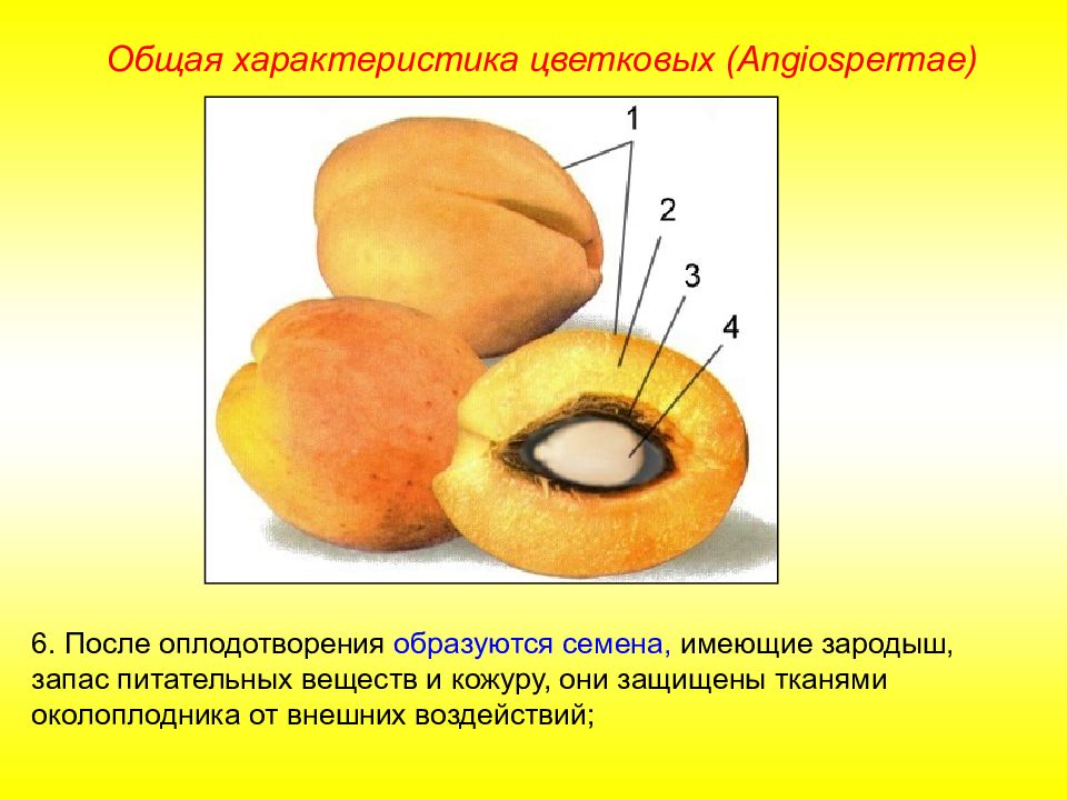 Запас питательных веществ в семени находится. Семя семенная кожура зародыш запас питательных веществ. Образуется запас питательных веществ для зародыша. Характеристика околоплодника.