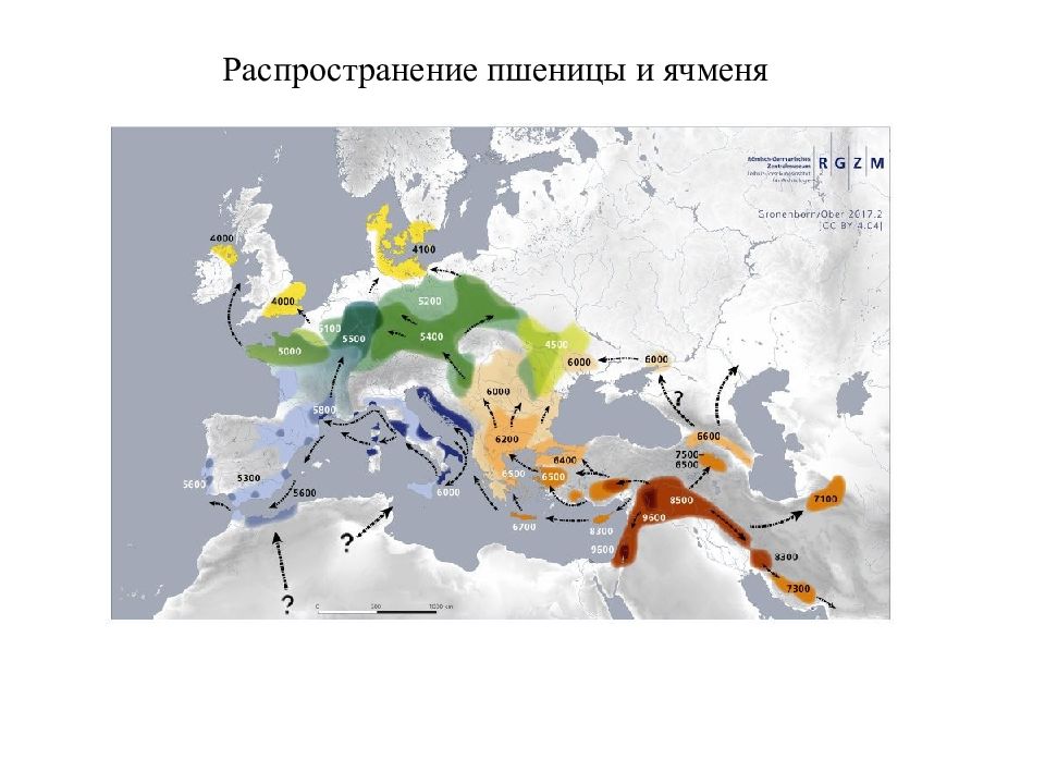 Ареал пшеницы. Распространение пшеницы. Ареал распространения пшеницы. Карта распространения пшеницы. Распространение земледелия.