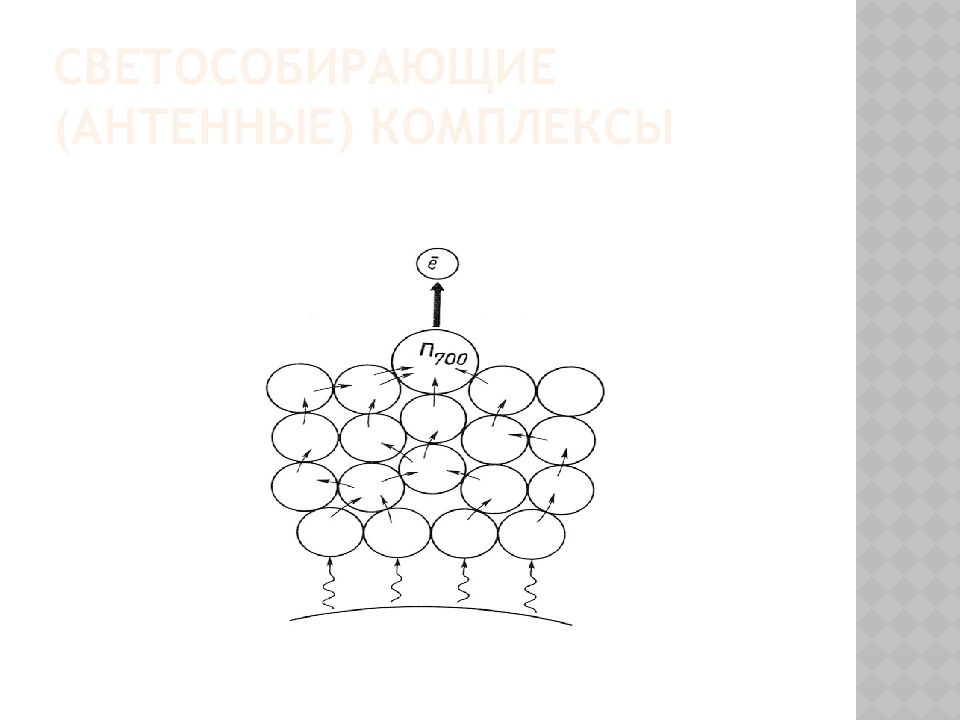 Фотосинтетические Пигменты Светособирающие (антенные) комплексы