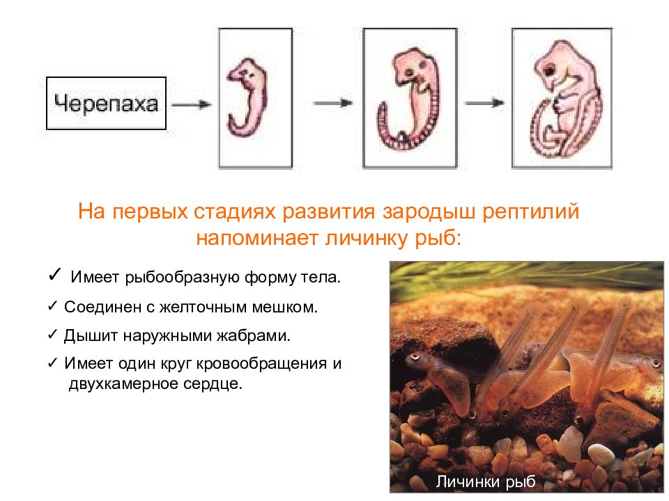 Развитие эмбрионов у пресмыкающихся. Первая стадия развития зародыша рыбы. Стадии развития рептилий. Размножение и развитие пресмыкающихся. Этапы развития пресмыкающихся.