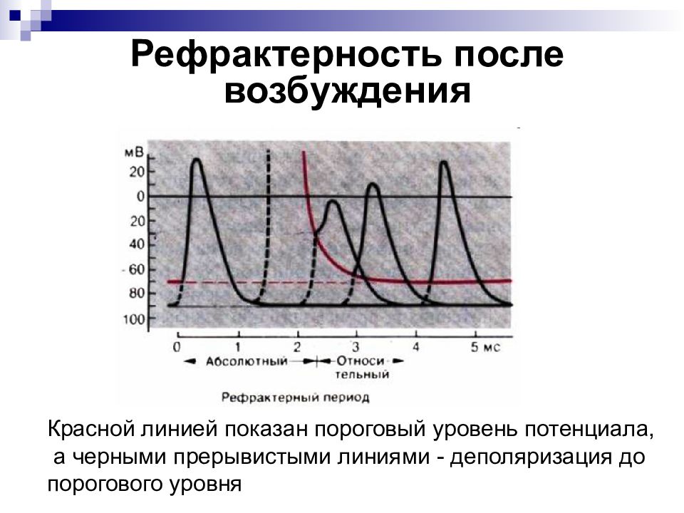 После возбуждения. Потенциал действия рефрактерность. График возбудимости физиология. Рефрактерность это в физиологии. Рефрактерность возбудимых тканей.