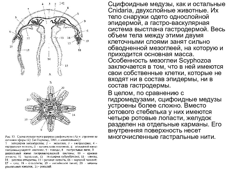 Двухслойные животные. Медуза строение и функции. Гонады сцифоидных медуз. Сцифоидная медуза клеточное строение. Строение медузы гонады.