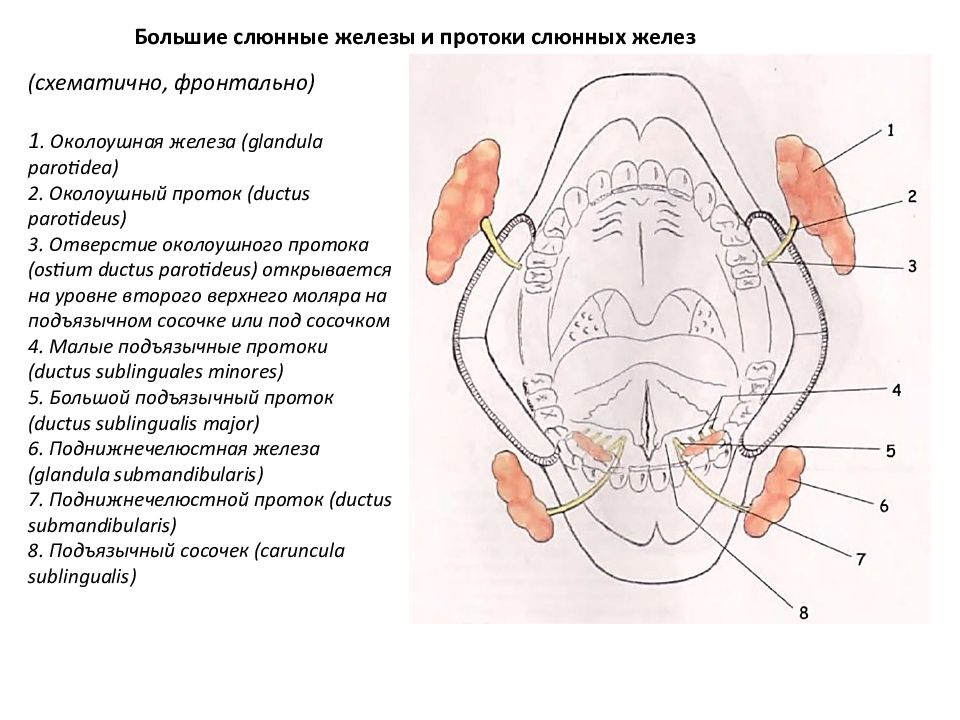 Проток слюнных желез. Протоки слюнных желез схема. Выводные протоки слюнных желез анатомия. Анатомия выводных протоков слюнных желез. Строение слюнной железы протоки.