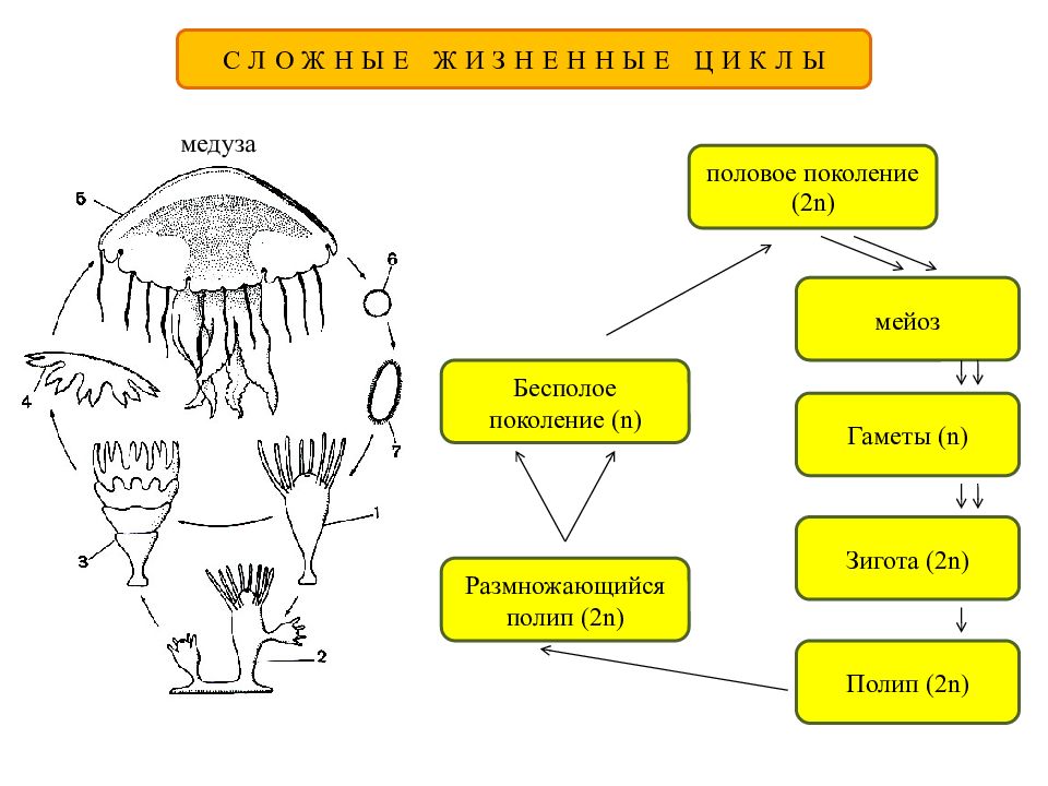 Жизненный цикл животных. Стадии жизненных циклов животных. Цикл развития животных. Жизненный цикл медузы схема. Цикл развития простейших животных.