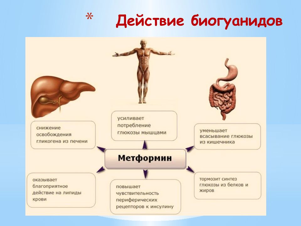 Мышцы сжаты. Механизм действия метформина. Метформин механизм действия. Схема принятия метформина. Механизм гипогликемического действия метформина.