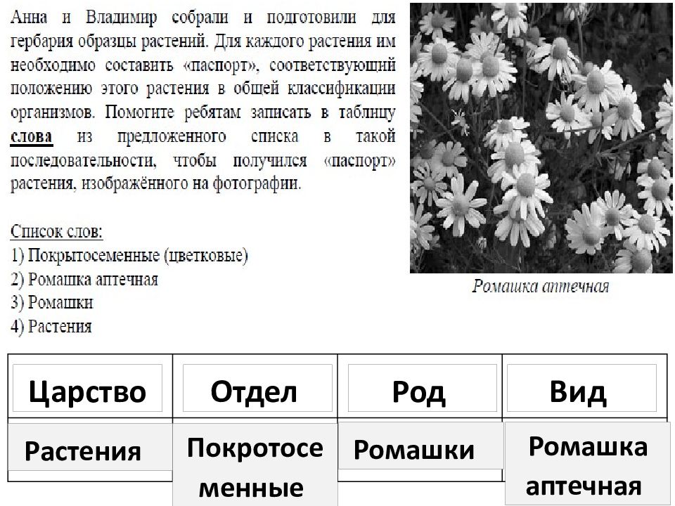 Впр биология 5 класс 2023. Растения ВПР. Систематика растений Ромашка. Растения классификация царства и вид. Собрали и подготовили для гербария образцы растений.