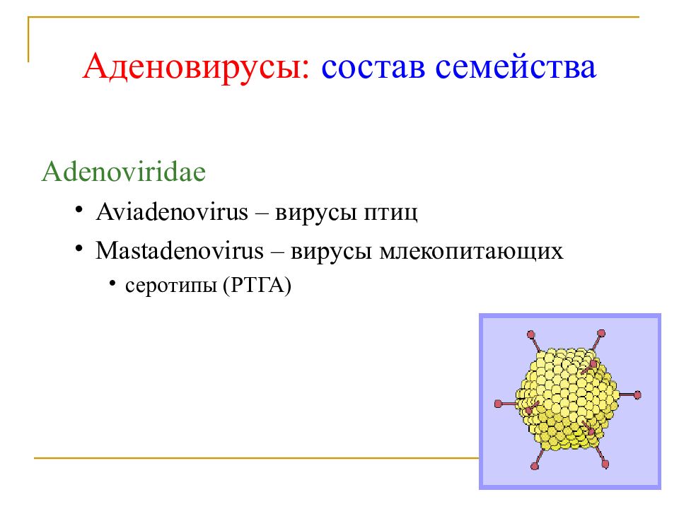 Аденовирус. Аденовирус морфология. Семейство Adenoviridae. Вирусы семейства Adenoviridae. Аденовирус суперкапсид.