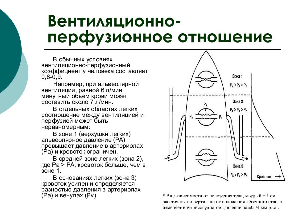 Соотношение вентиляции и перфузии. 3.2. Методы определения вентиляционно-перфузионных отношений в легких.. Вентиляционно перфузионное соотношение. Вентиляционно-перфузионное отношение. Вентиляционно перфузионное отношение физиология.