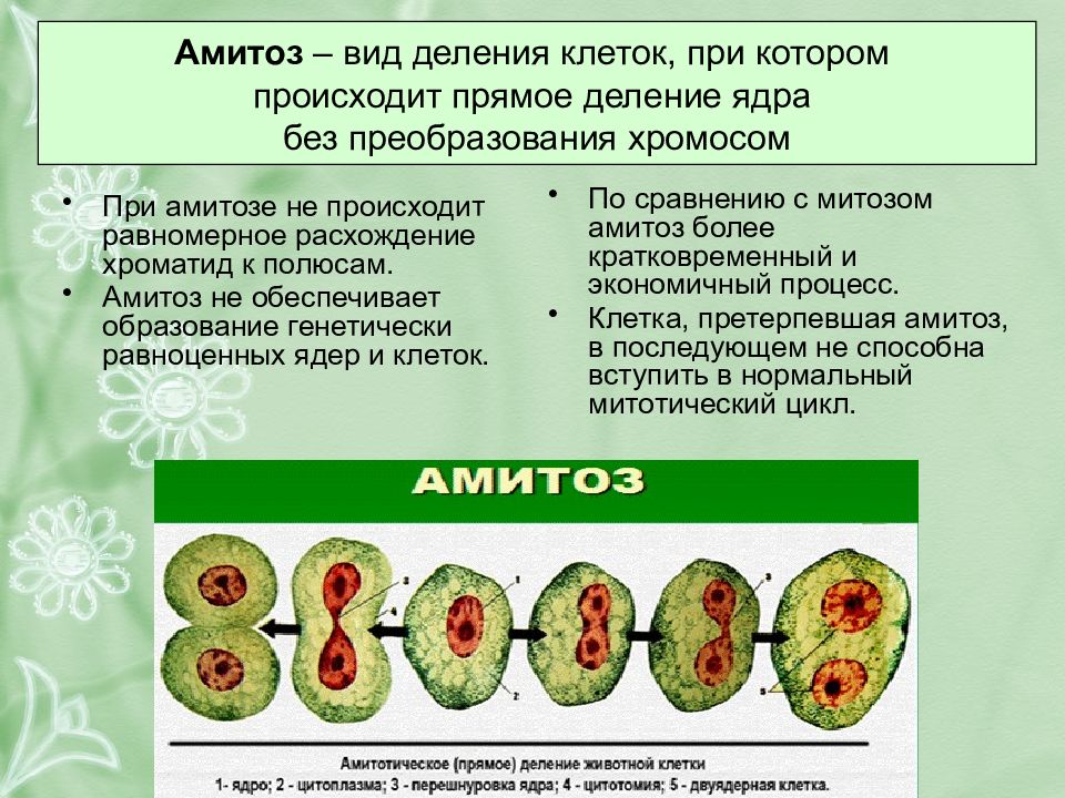 Размножение презентация