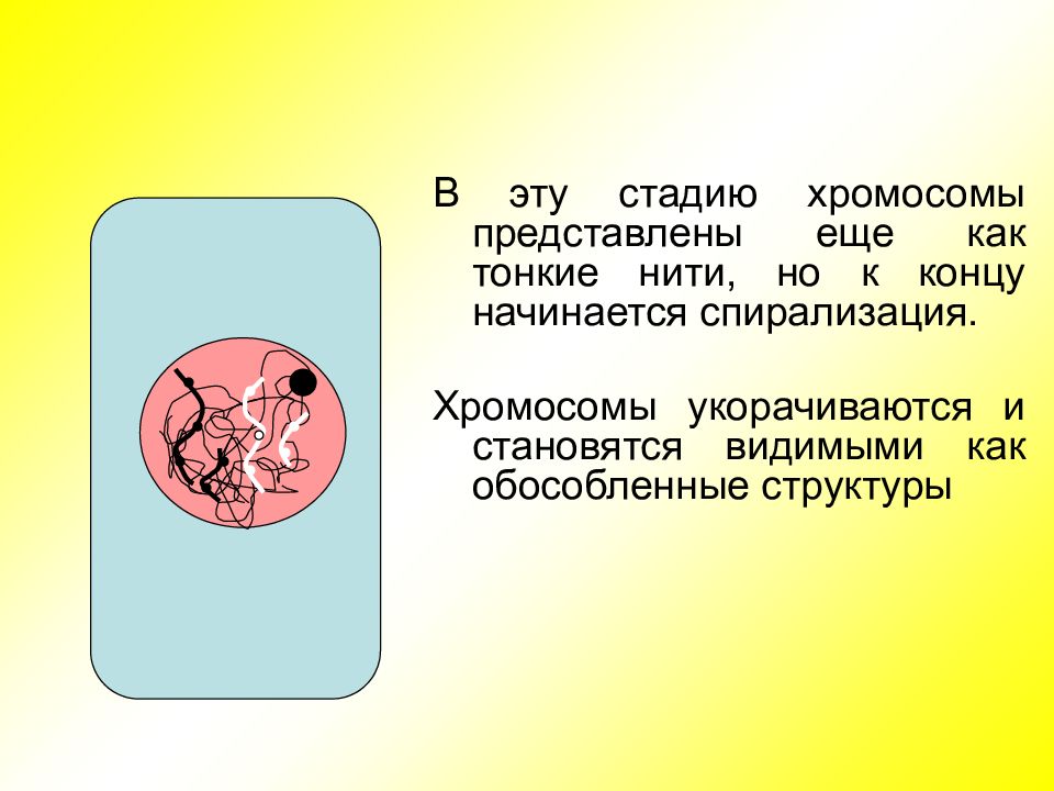 Спирализация хромосом происходит в. Спирализация хромосом начинается в. Хромосомы укорачиваются и утолщаются. Спирализация (конденсация) хромосом начинается в…. Хромосомы представляют собой тончайшую нить?.