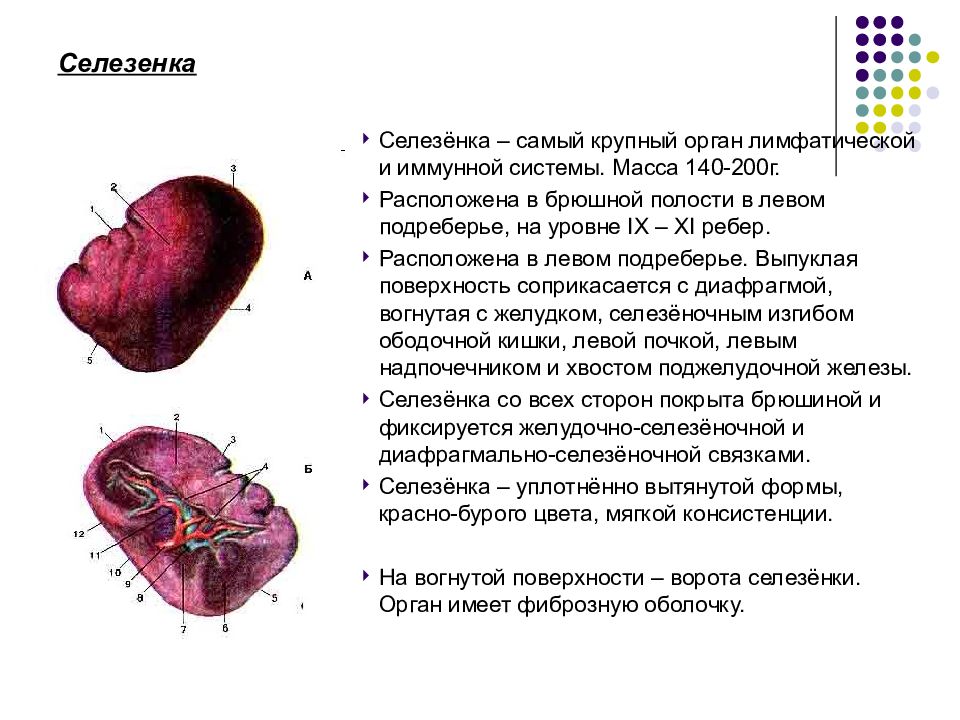 Увеличена селезенка см. Селезенка схема расположения. Селезенка анатомия. Строение селезенки анатомия. Селезенка анатомия человека кратко.