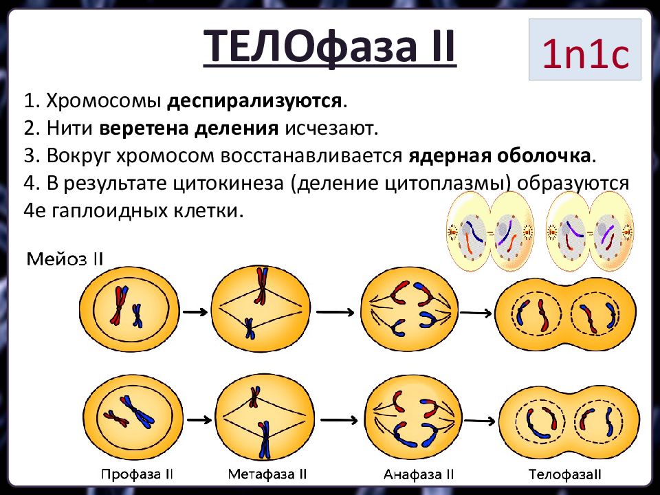 Картинки мейоза 1