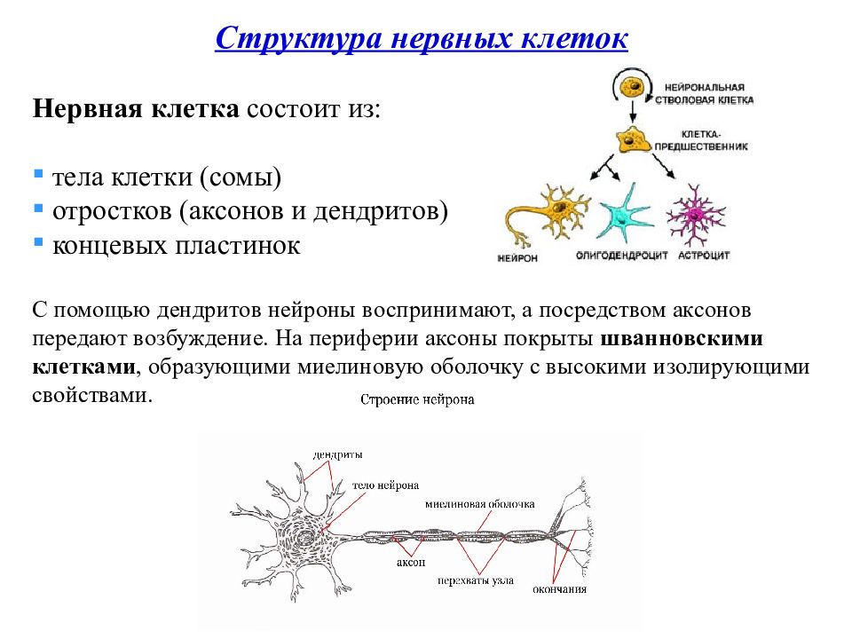 Презентация биохимия нервной системы