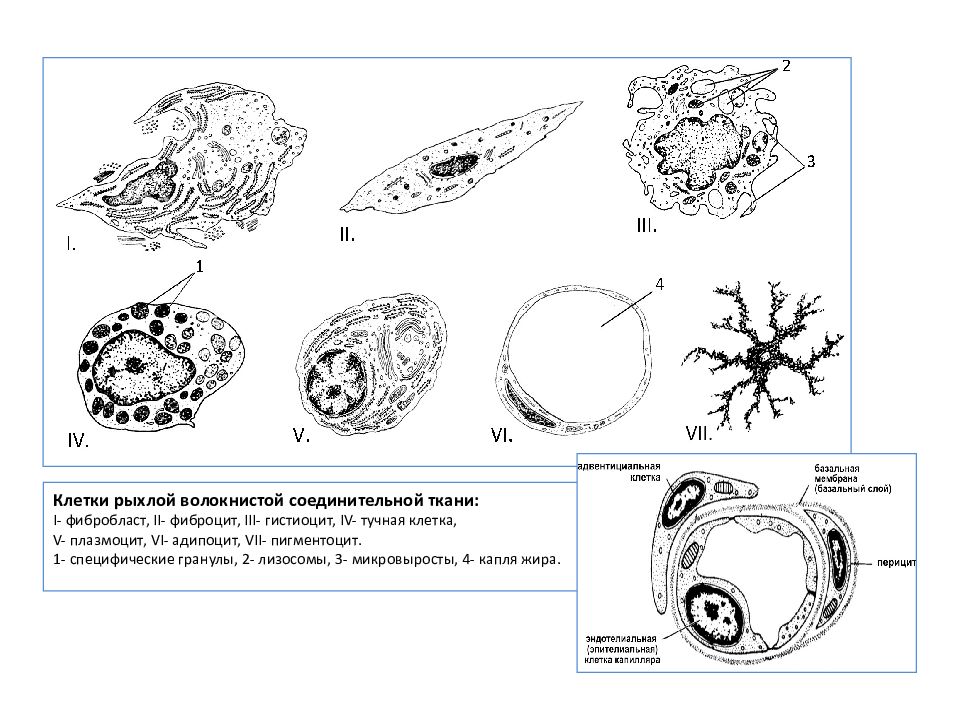 Клетки соединительной ткани. Клетки рыхлой соединительной ткани гистология. Клетки рыхлой волокнистой соединительной ткани. Основная клетка рыхлой соединительной ткани. Форма клеток рыхлой соединительной ткани.
