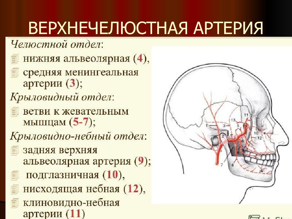 Презентация сосуды головы и шеи