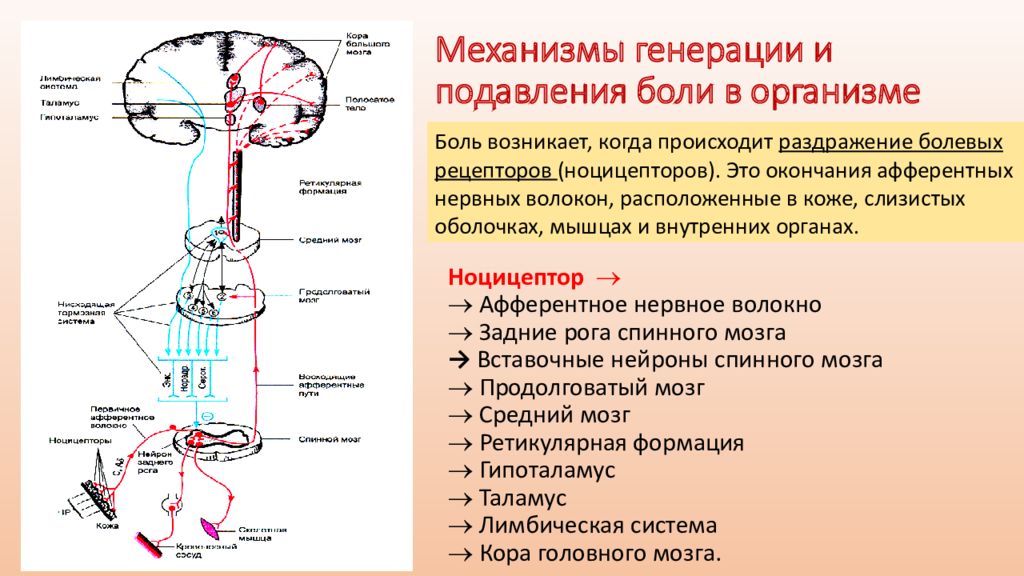 Механизм подавления. Ноцицептивный анализатор схема. Схема восприятия болевой чувствительност. Проводящие пути кожного анализатора болевые. Схема болевого рецептора.