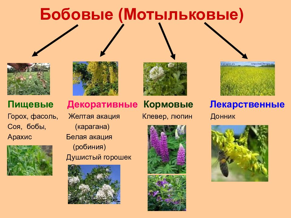 Семейство мотыльковые бобовые примеры. Лекарственные растения семейства бобовые. Семейство бобовые кормовые. Лекарственные Мотыльковые растения. Мотыльковые пищевые.