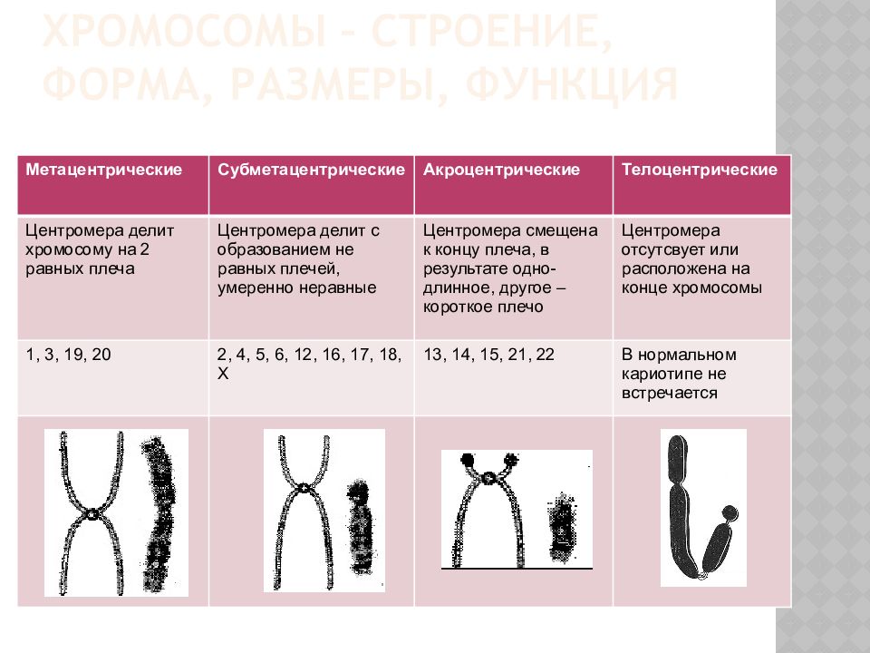 Характеристика хромосом. Метацентрические хромосомы структура. Строение хромосом таблица. Акроцентрические хромосомы. Метацентрические субметацентрические акроцентрические хромосомы.