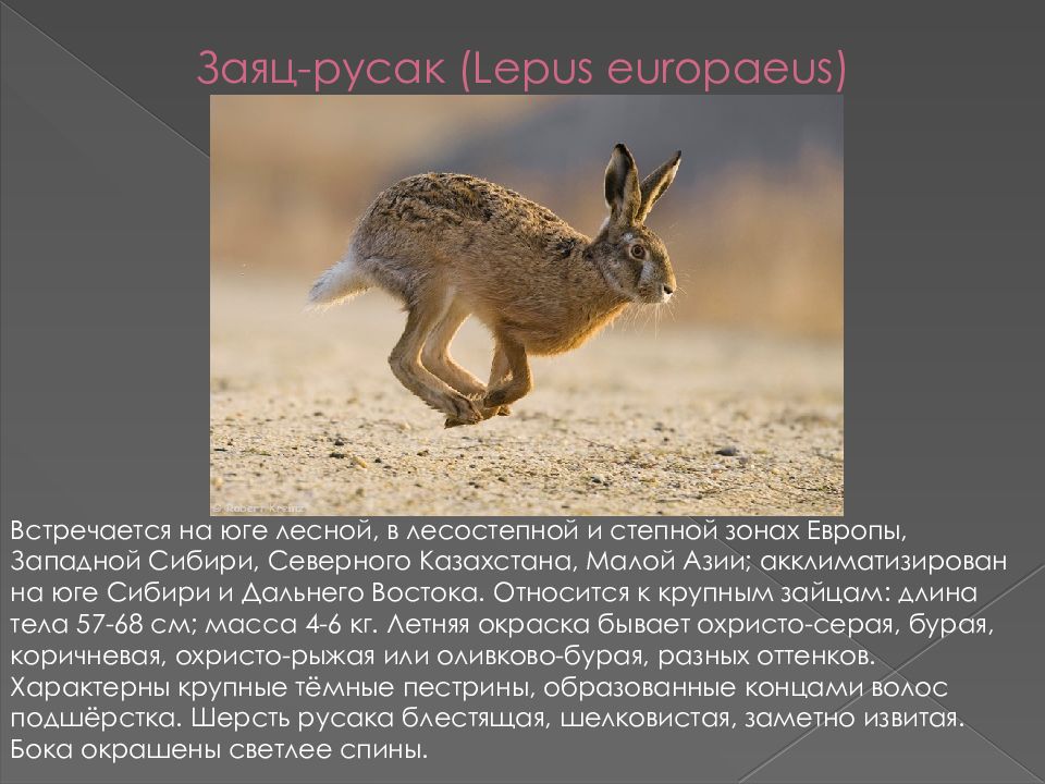 Рассказ про зайца русака. Заяц Русак (Lepus europaeus). Подцарство зайца русака.