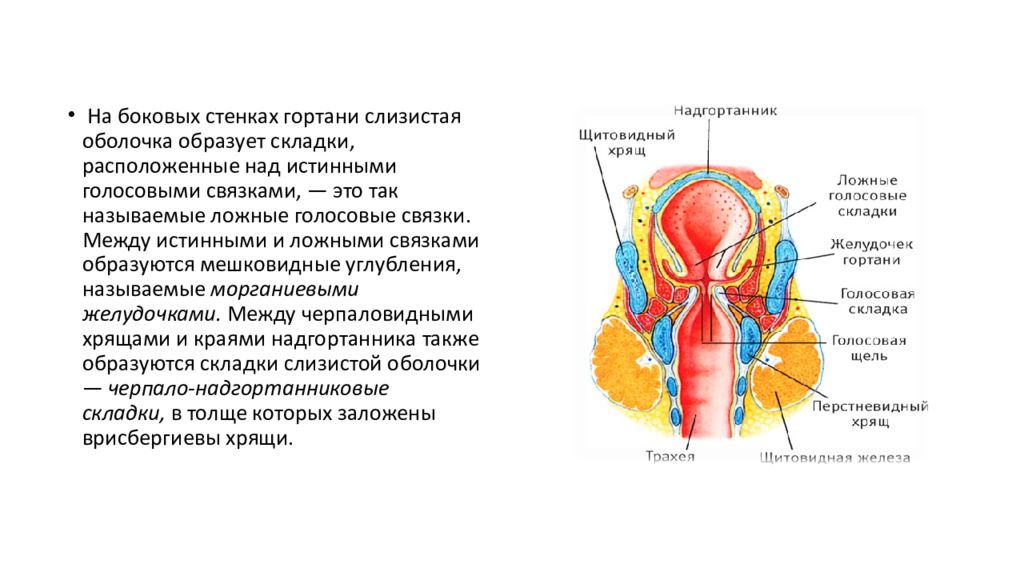 Гортань реферат. Истинные и ложные голосовые складки. Голосовые складки расположены в части полости гортани. Анатомия и физиология гортани.